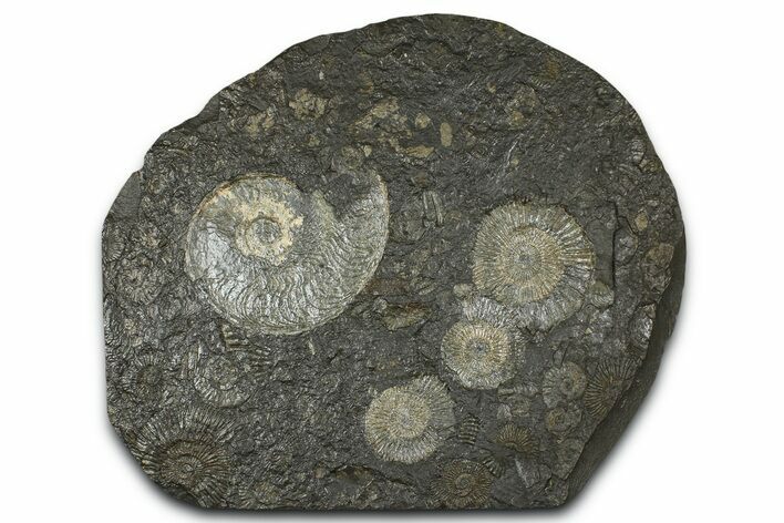 Fossil Ammonite Cluster - Posidonia Shale, Germany #368172